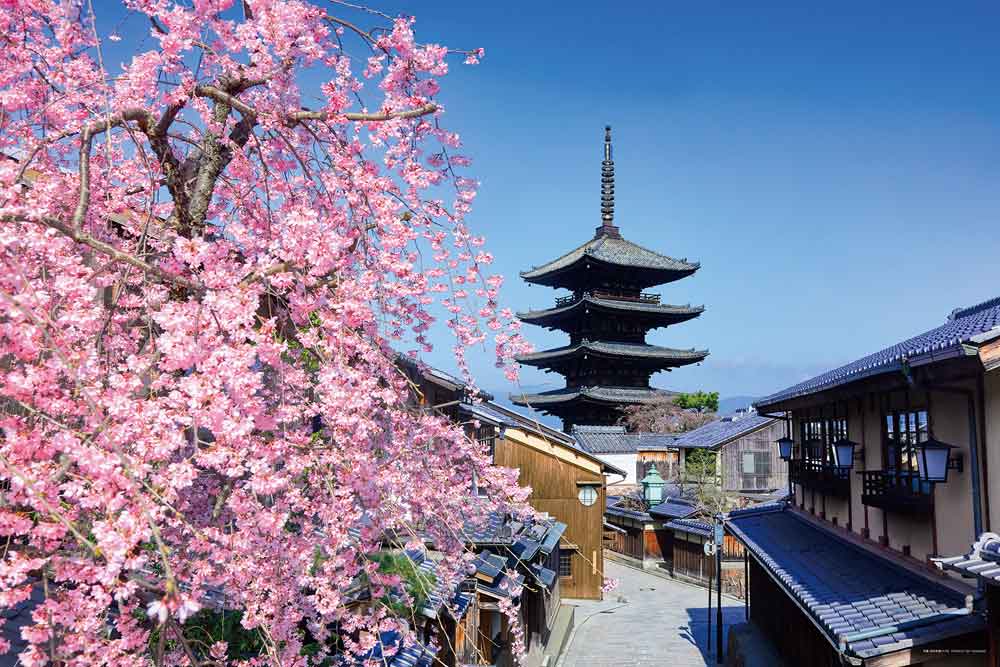 桜と望む八坂の塔（京都）
